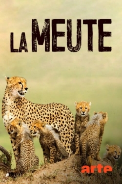 watch-La Meute Cinq guépards dans le Serengeti